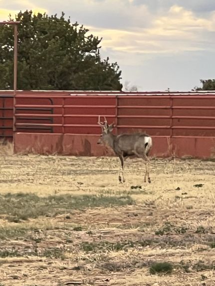 Property for sale in Torrance County, New Mexico