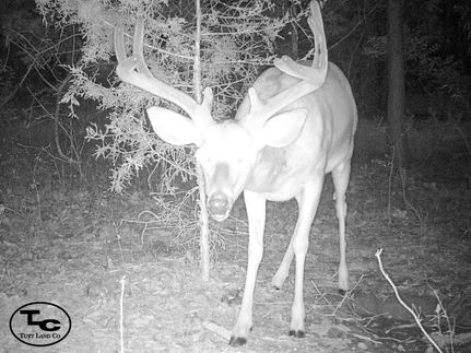 Recreational Property for sale in McNairy County, Tennessee