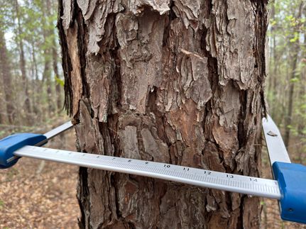 Property in Marion County, Alabama