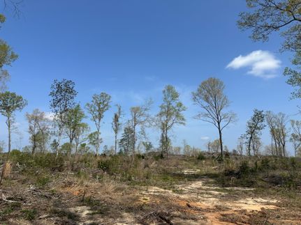 Hunting Land for sale in Monroe County, Alabama