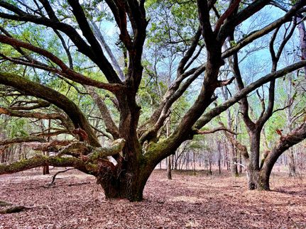 Property for sale in Williamsburg County, South Carolina