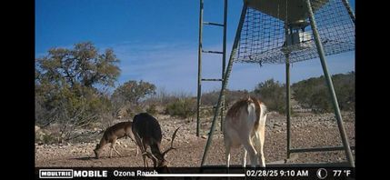 Property in Crockett County, Texas