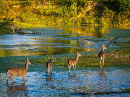 Ranch Property for sale in Guadalupe County, Texas