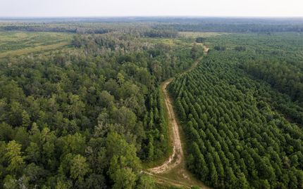 Hunting Land for sale in Jasper County, Texas