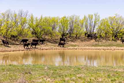 Property for sale in Callahan County, Texas