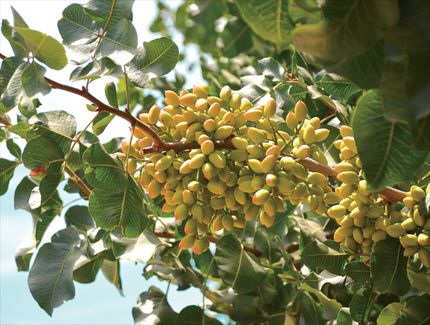 Property for sale in Kings County, California