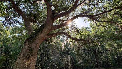 Property in Colleton County, South Carolina