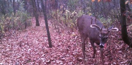 Property in Todd County, Minnesota