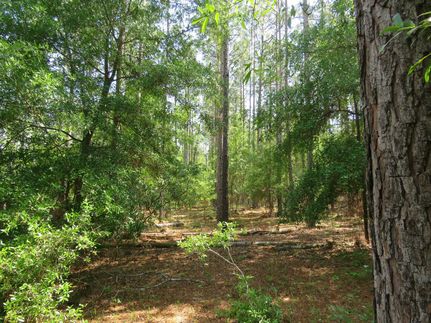 Timberland Property for sale in Madison County, Florida