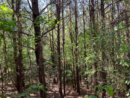 Property for sale in Bienville Parish, Louisiana