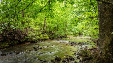 Property for sale in Pike County, Arkansas