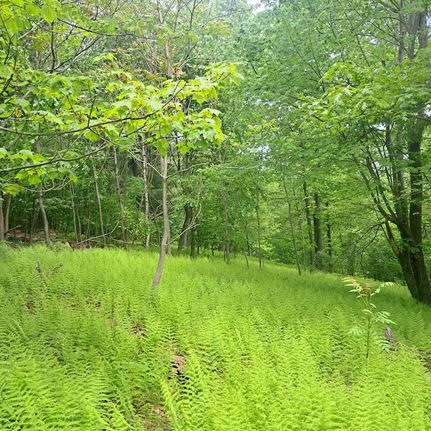 Property in Clinton County, Pennsylvania