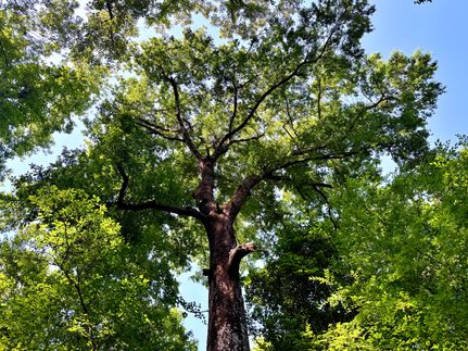 Property for sale in Georgetown County, South Carolina