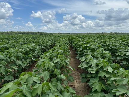 Property for sale in Catahoula Parish, Louisiana