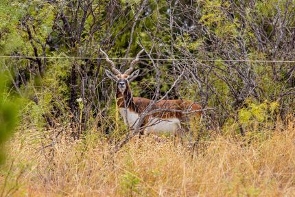 Undeveloped Land for sale in Hamilton County, Texas
