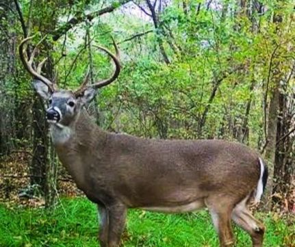 Property for sale in Bolivar County, Mississippi