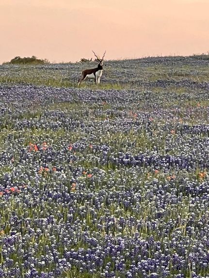 Residential Property for sale in Coryell County, Texas