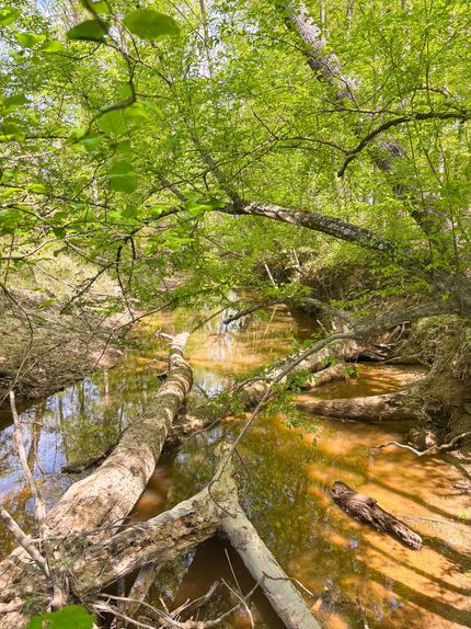 Timberland Property for sale in Dallas County, Arkansas