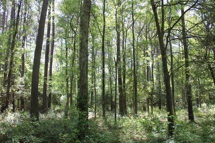 Property for sale in Angelina County, Texas