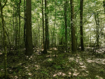 Hunting Land for sale in Drew County, Arkansas