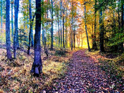 Hunting Land for sale in Greenville County, South Carolina