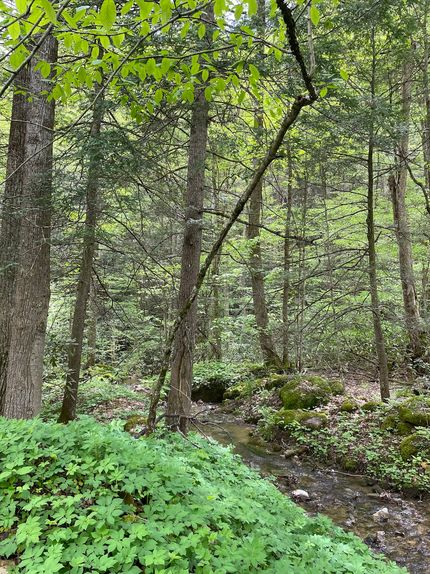 Property for sale in Randolph County, West Virginia