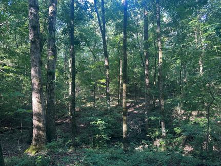 Undeveloped Land for sale in Madison County, Georgia