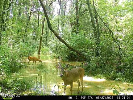 Recreational Property for sale in Scott County, Mississippi