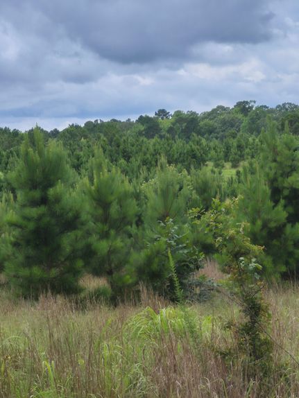 Timberland Property for sale in McCurtain County, Oklahoma