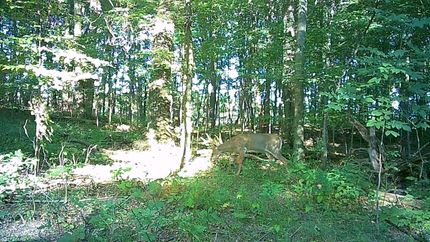 Undeveloped Land for sale in Barry County, Michigan