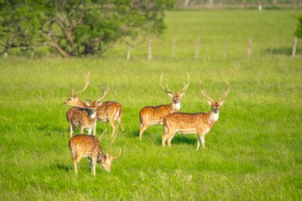 Property for sale in McCulloch County, Texas