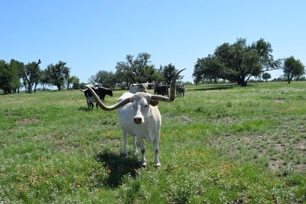 Property for sale in Concho County, Texas