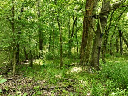 Timberland Property for sale in Clark County, Arkansas