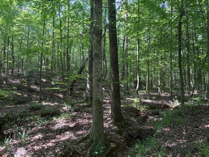 Property in Lee County, Alabama