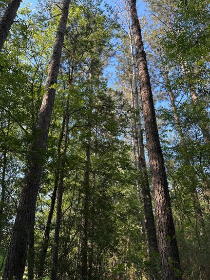 Property in Smith County, Mississippi