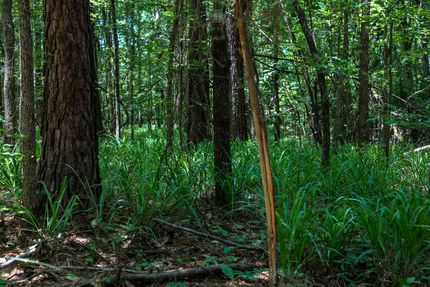 Property for sale in Calhoun County, Georgia