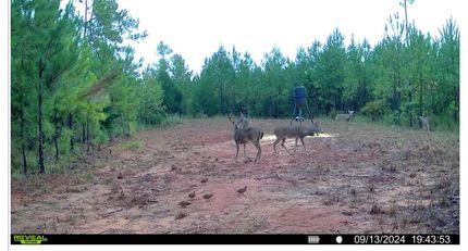 Hunting Land for sale in Harris County, Georgia