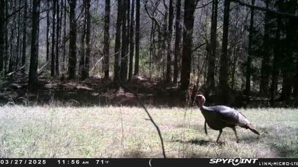 Residential Property for sale in Marshall County, Mississippi