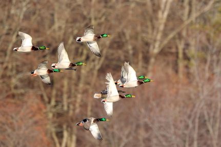 Property in Poinsett County, Arkansas