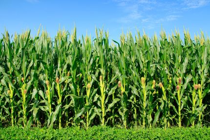 Property for sale in Morehouse Parish, Louisiana