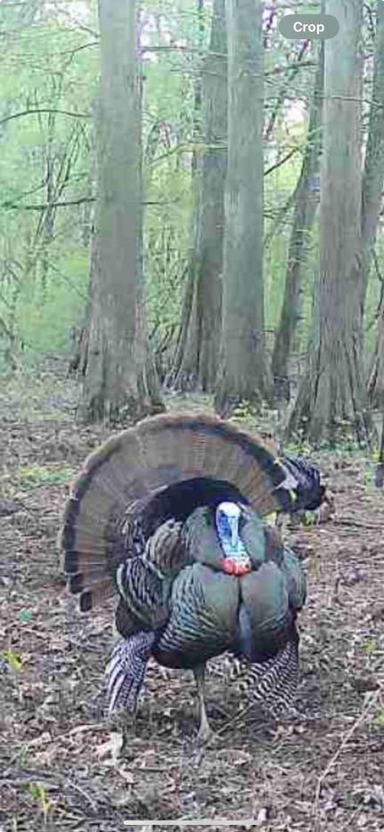 Riverfront Property for sale in Shelby County, Tennessee