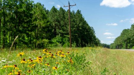 Property in Sabine Parish, Louisiana