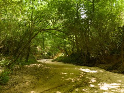 Hunting Land for sale in West Feliciana Parish, Louisiana