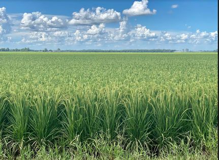 Property for sale in Morehouse Parish, Louisiana