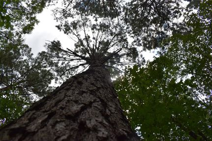 Timberland Property for sale in Ouachita County, Arkansas