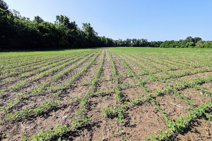 Hunting Land for sale in Eaton County, Michigan