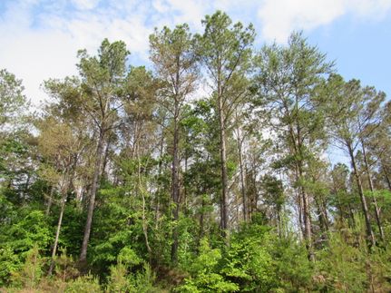 Property for sale in Winston County, Alabama