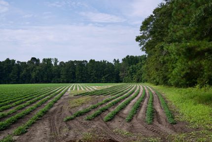 Property for sale in Hampton County, South Carolina