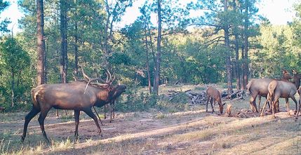 Timberland Property for sale in Cibola County, New Mexico