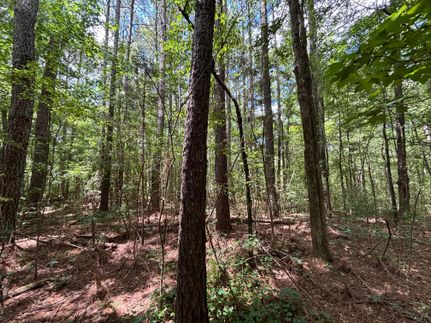 Hunting Land for sale in Blount County, Alabama